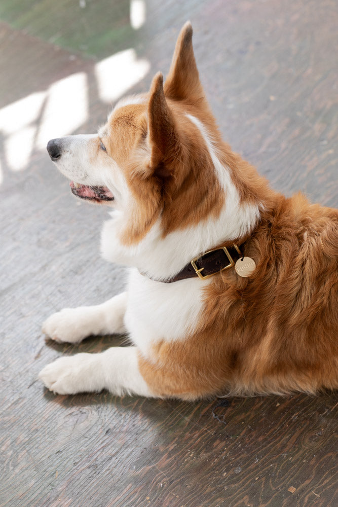 Brass and Natural Rope Pet Collar