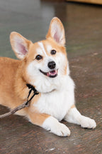 Matte Black and Natural Rope Leash