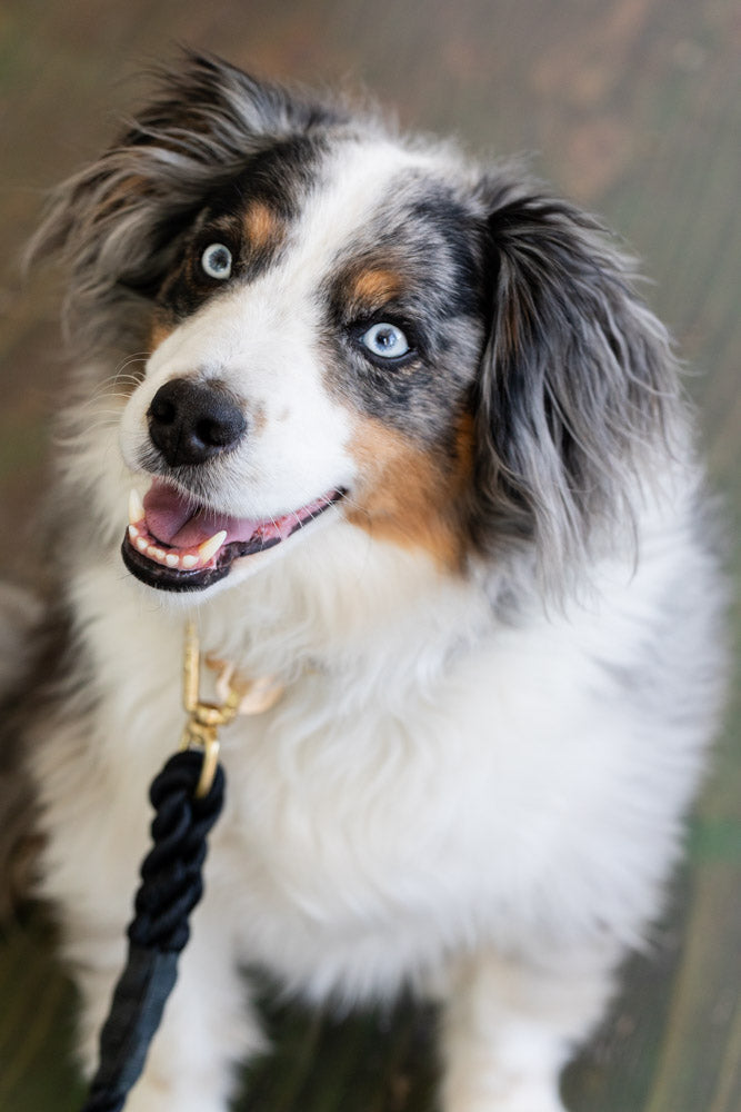 Brass and Black Rope Leash